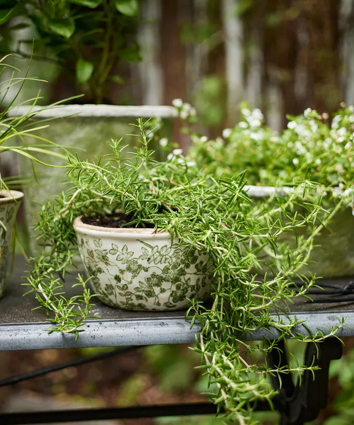 Botanical Pot - small