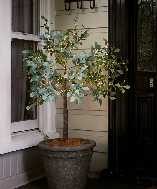 Olive Tree - Light Up SM